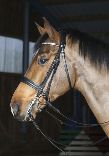 Optimum Diana Kandar