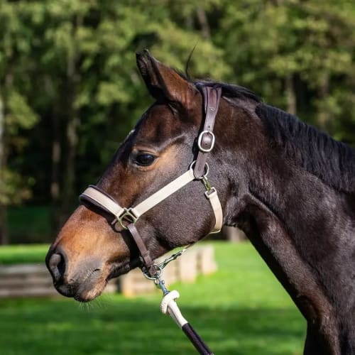 Dyon Traveling Head Collar La Cense