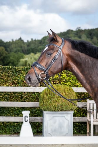 Dyon Matte Large Crank Noseband Bridle With Flash New English Collection