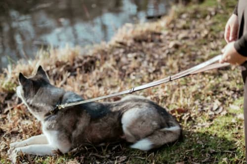 Dyon Adjustable Dog Leashes