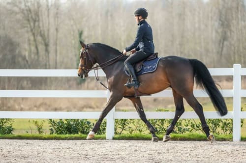 Dyon Gogue Reins Working By Dyon