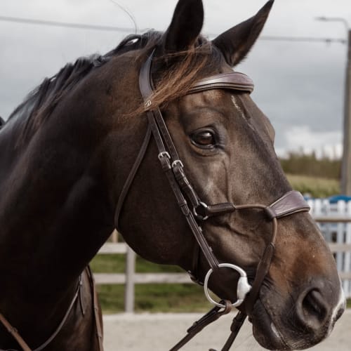 Dyon Elastic Hybrid Noseband Bridle New English Collection