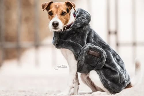 Kentucky Dog Coat Vegan Fur