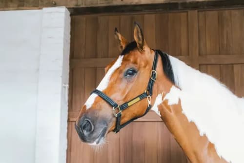 Kentucky Leather Halter Wellington