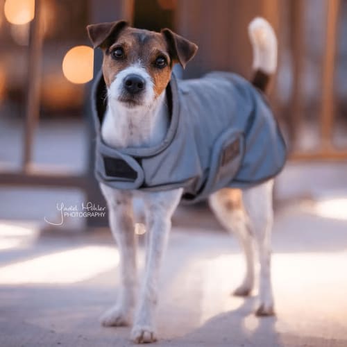 Kentucky Dog Coat Reflective Water Repellent