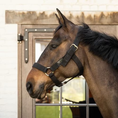 Kentucky Heavy Duty Halter