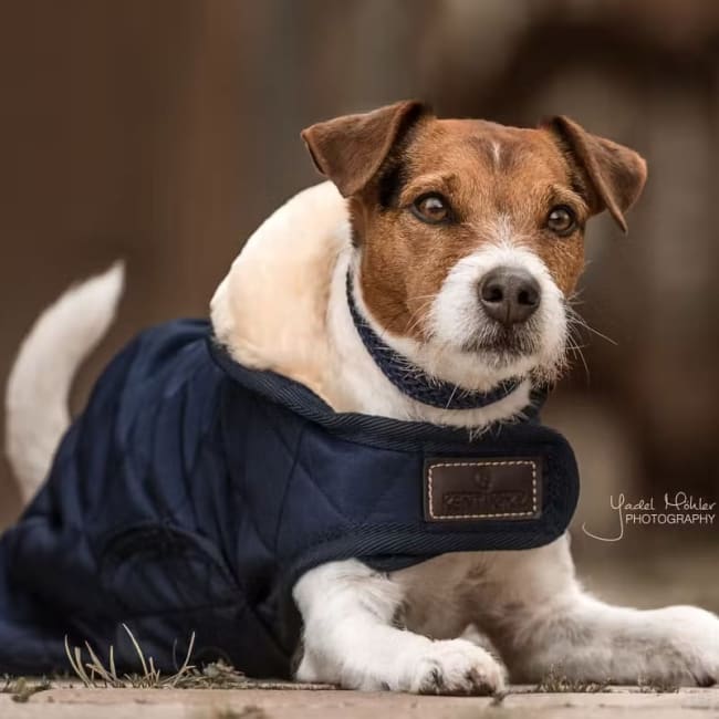 Kentucky Dog Coat Original