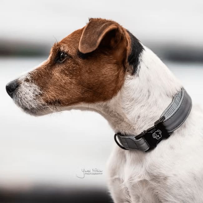 Kentucky Dog Collar Reflective