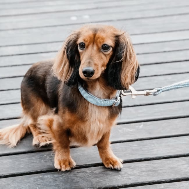 Kentucky Dog Collar Wool
