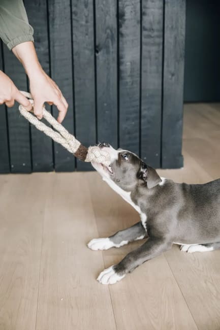 Kentucky Dog Toy Cotton Rope 8 Loop