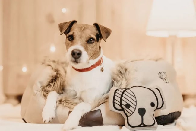 Kentucky Dog Toy Head