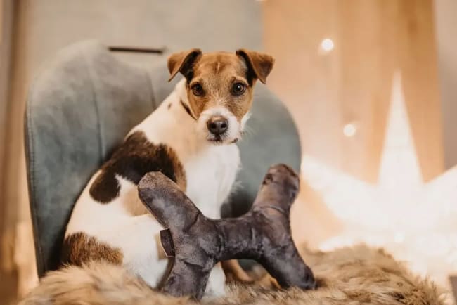 Kentucky Dog Toy Bone