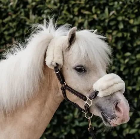 Kentucky Leather Halter Sheepskin