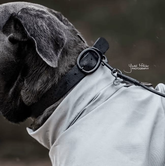 Kentucky Dog Collar Soft Rubber