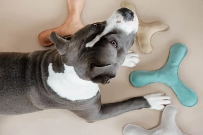 Kentucky Dog Toy Pastel Boomerang