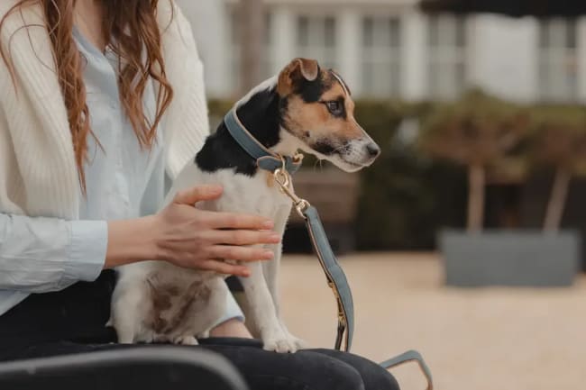 Kentucky Dog Lead Vegan Leather