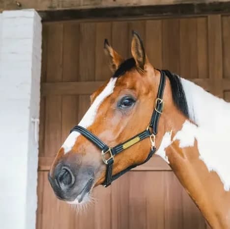 Kentucky Leather Halter Wellington