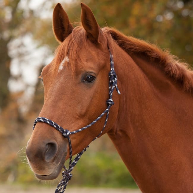 Waldhausen AWA Taugrime
