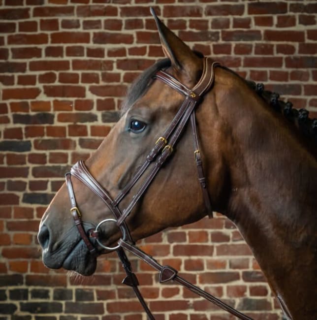 Dyon Anatomic Flash Noseband Bridle D Collection