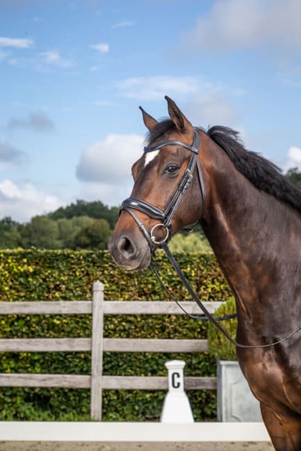 Dyon Matte Medium Crank Noseband Bridle With Flash New English Collection