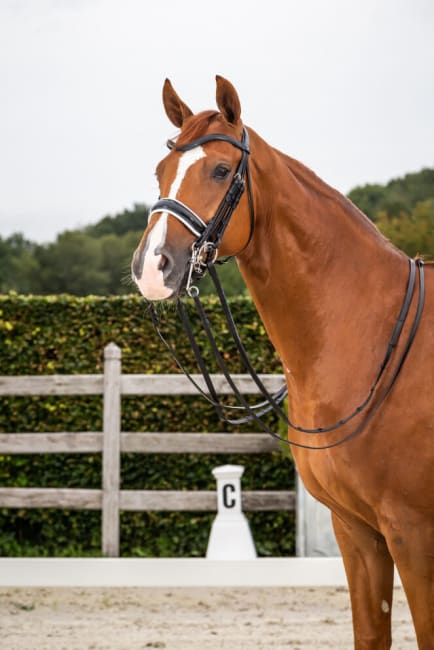 Dyon Patent Large Crank Noseband With White Padding Double Bridle New English Collection