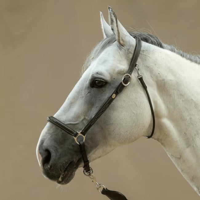 Dyon Grooming Head Collar Working By Dyon