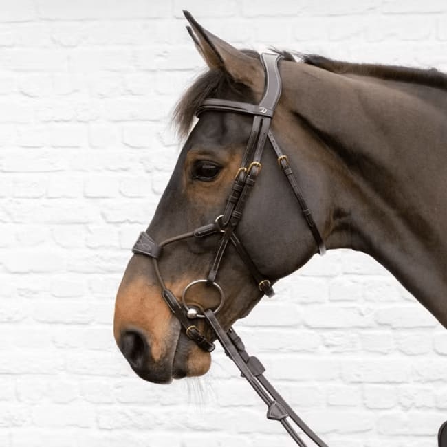 Dyon Elastic Hybrid Noseband Bridle D Collection