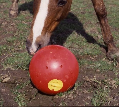 Spare Lid for Snak a Ball