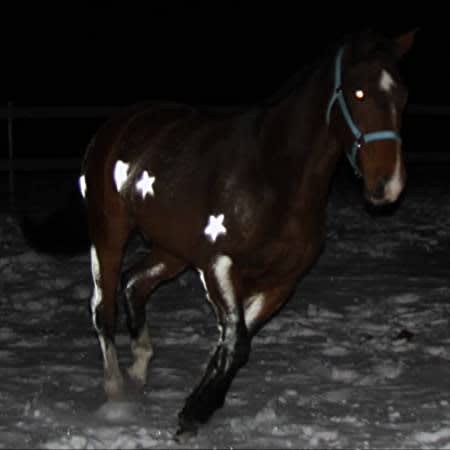 Reflective Spray Horse and Pets
