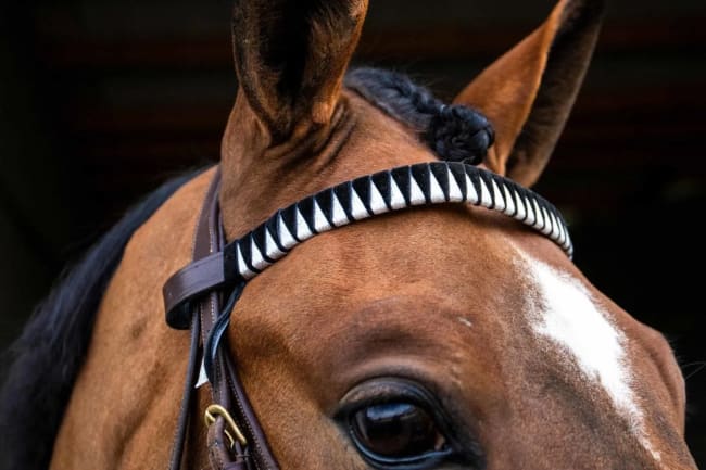 Hamilton Velvet Browband