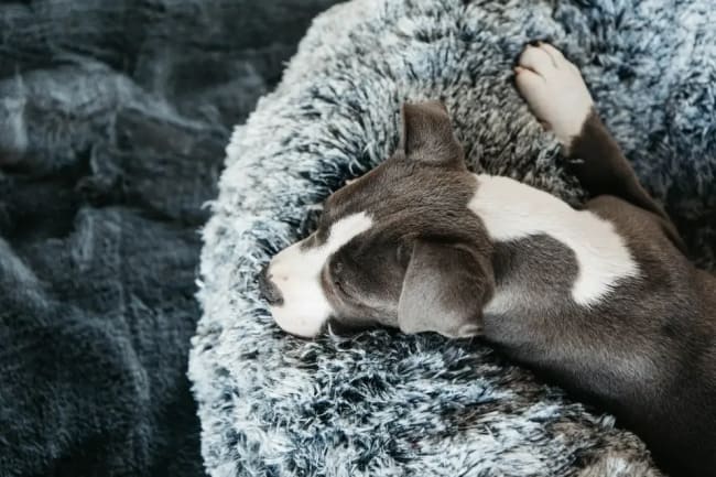 Kentucky Dog Bed Comfort Donut