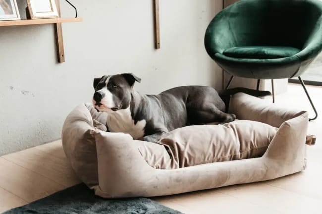 Kentucky Dog Bed Velvet