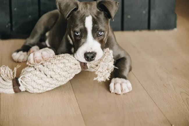 Kentucky Dog Toy Cotton Rope Pineapple