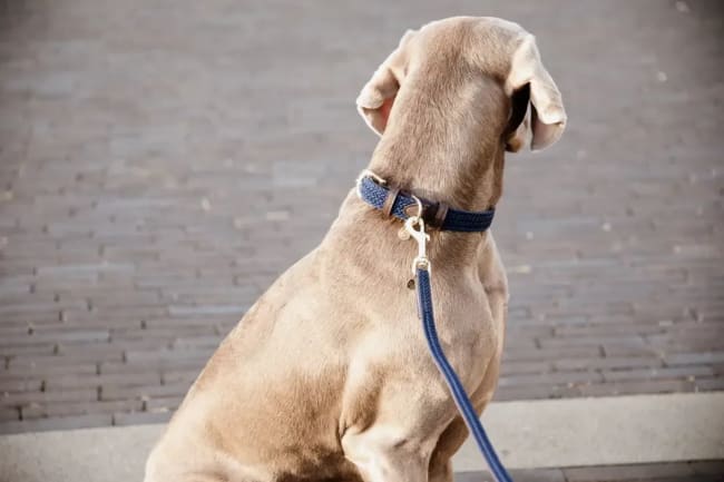 Kentucky Plaited Nylon Dog Lead