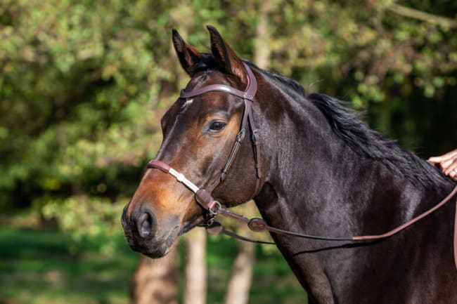 Dyon Bitless Bridle La Cense