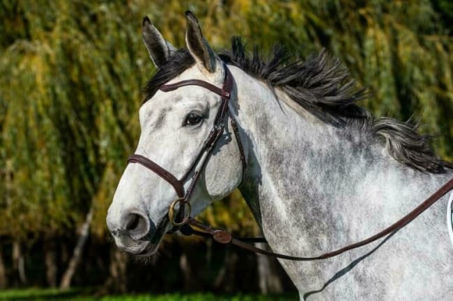 Dyon Flash Noseband Bridle La Cense