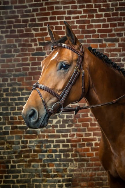 Dyon Flash Noseband Bridle D Collection