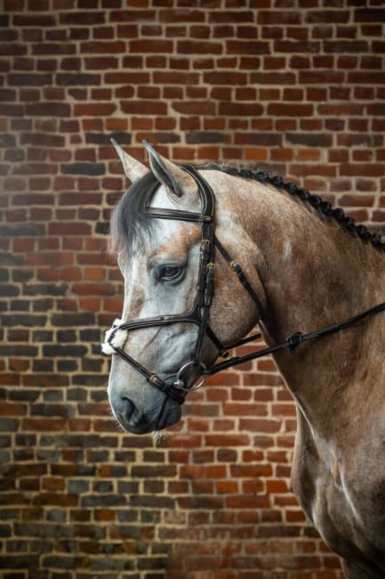 Dyon Fig 8 Noseband Bridle D Collection
