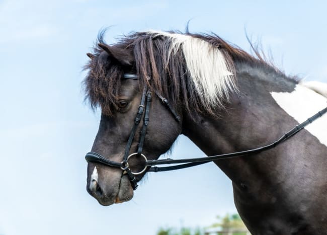 Dyon Drop Noseband Bridle Icelandic