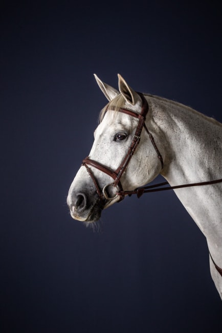 Dyon Flash Noseband Bridle New English Collection