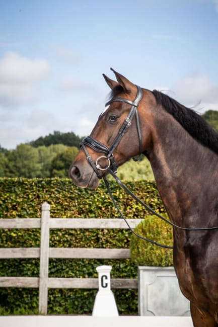 Dyon Patent Large Crank Noseband Bridle With Flash New English Collection