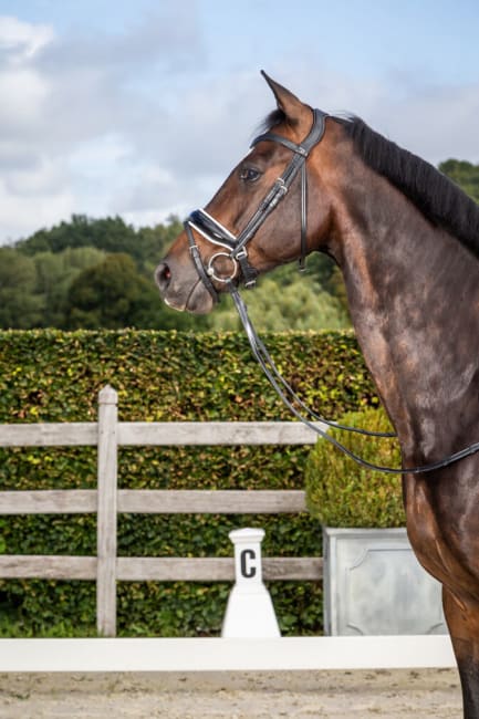 Dyon Patent Large Crank Noseband Bridle With White Padding And Flash New English Collection