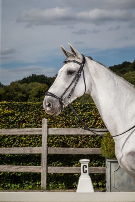 Dyon Drop Noseband Bridle New English Collection