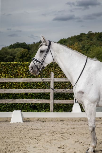 Dyon Patent Large Crank Noseband Bridle With White Padding And Flash Rond Leather Collection