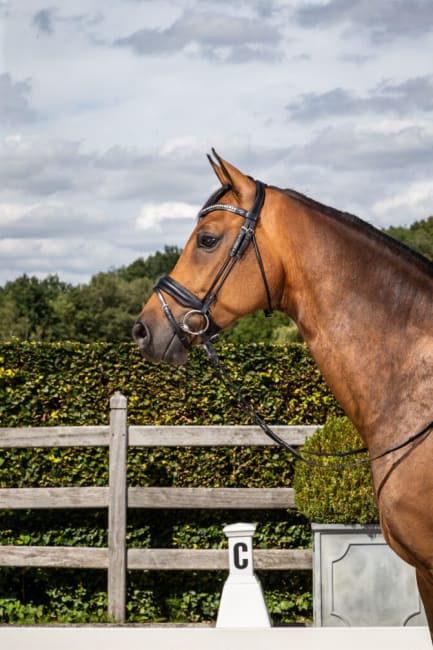 Dyon Matte Medium Crank Noseband Bridle With Flash Rond Leather Collection