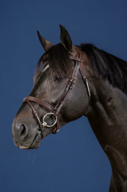 Dyon Flash Noseband Bridle US Collection