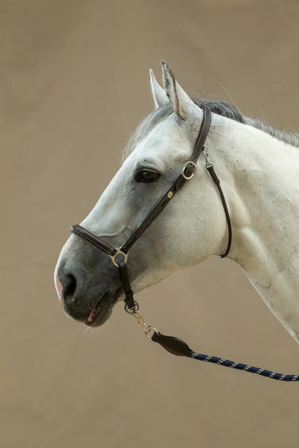 Dyon Grooming Head Collar Working By Dyon