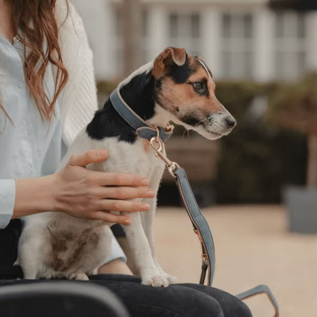 Kentucky Dog Collar Vegan Leather
