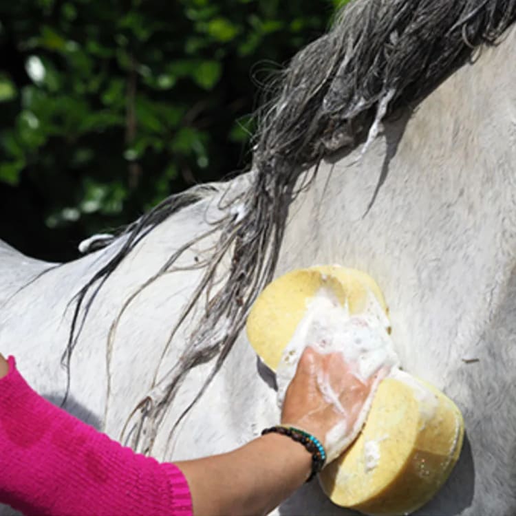 CDM Horse Care Sponge