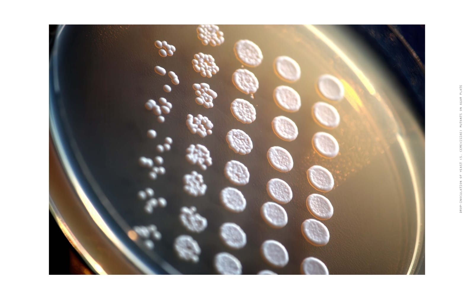 A photographic spread from Making the Modern Laboratory showing rows of Saccharomyces cerevisiae yeast colonies growing on an agar plate.